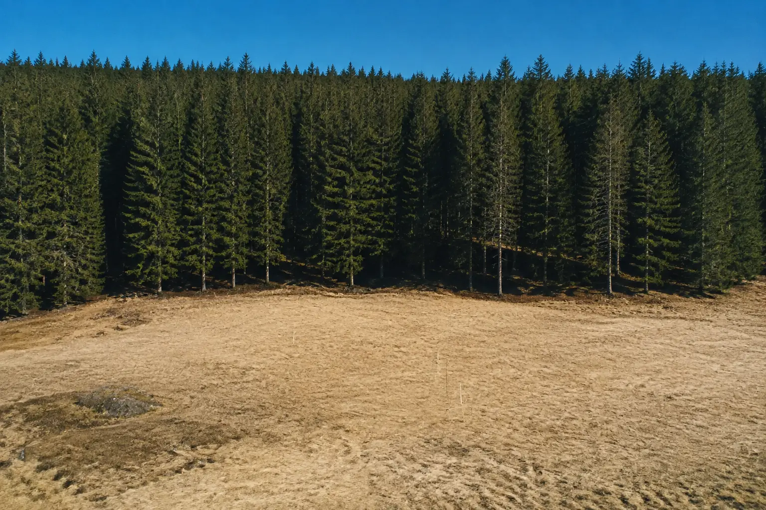 Open building site precisely positioned at the edge of a Scandinavian forest